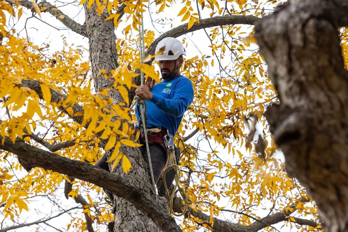 Skilled Tree Planing crew working in Lake Wilson
